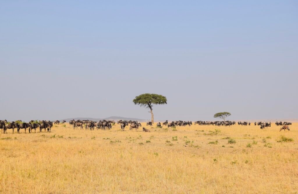 A herd of wildebeest graze on the plains of the Masai Mara