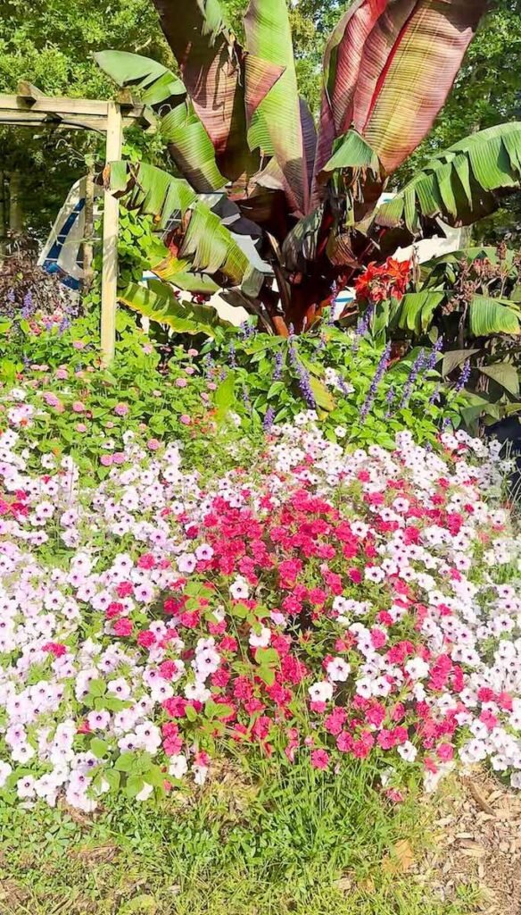 Colourful flower beds at Camping la Grande Tortue