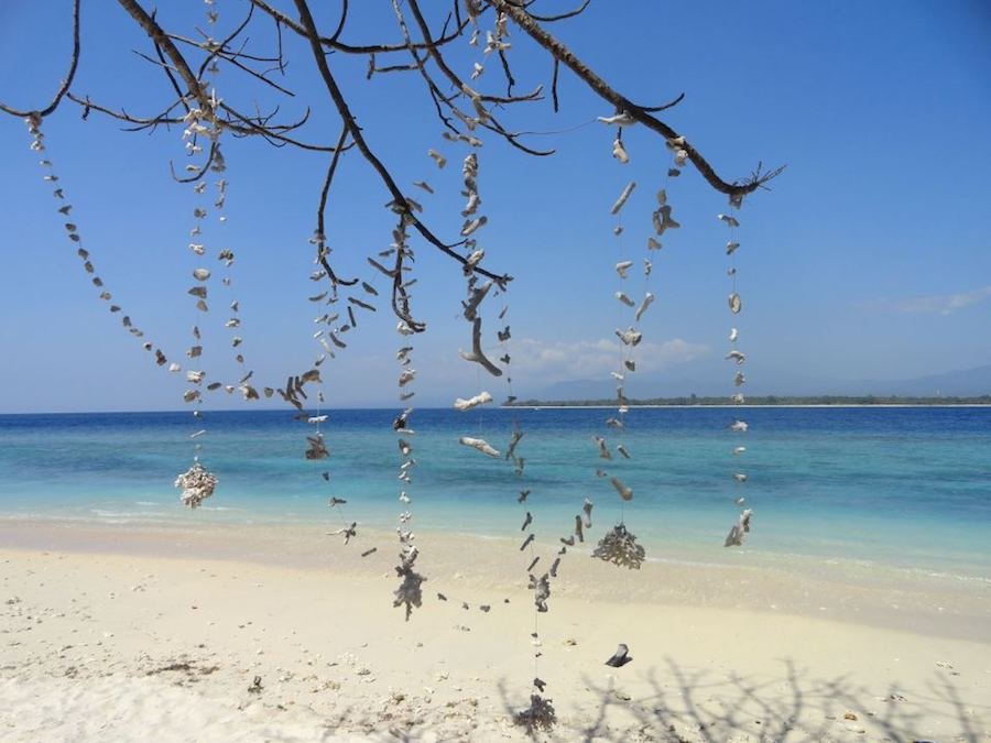 Shells hanging off a tree branch on a Gili Island beach.