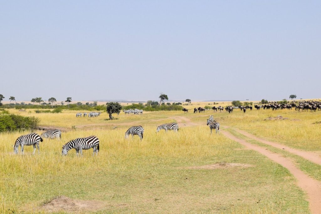 A herd of Zebra graze on the plains of the Masai Mara