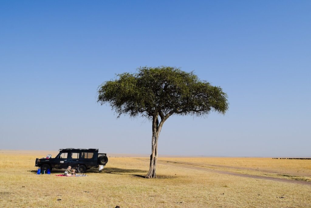 Family on safari, sit underneath a lone Accacia tree, on a blanket on the ground, eating a picnic.