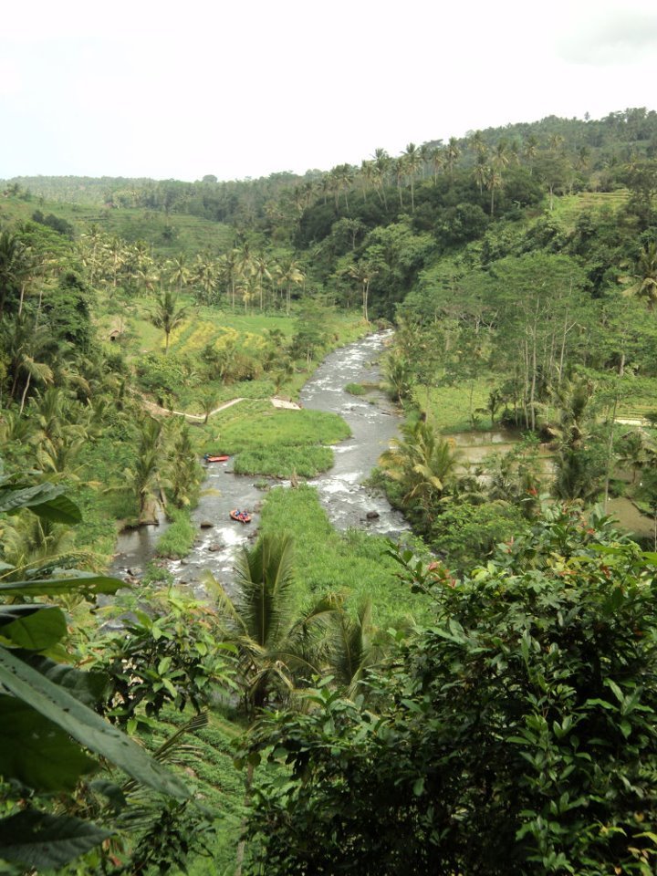 Ayung river flowing through the jungle